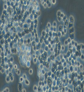GH3大鼠垂體瘤細胞主圖