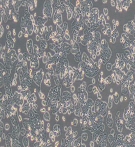 HT-29人結(jié)腸癌細(xì)胞主圖