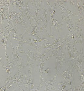 PA317小鼠成纖維細胞主圖