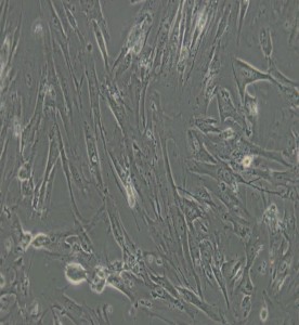 MRC-5人胚肺細(xì)胞主圖
