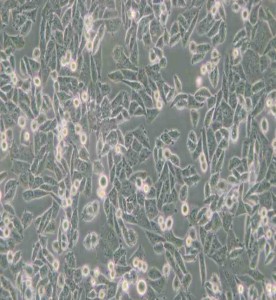 CHO倉(cāng)鼠卵巢細(xì)胞主圖