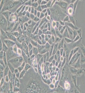 CTLA4/Ig-24中國(guó)倉(cāng)鼠卵巢細(xì)胞主圖
