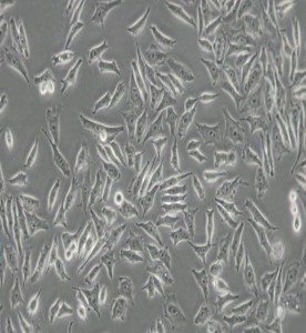 NCI-H358人非小細(xì)胞肺癌細(xì)胞主圖
