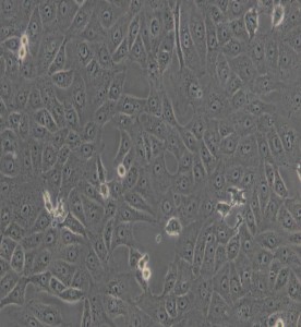 Vero非洲綠猴腎細胞主圖