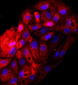 大鼠腎小管上皮細胞主圖