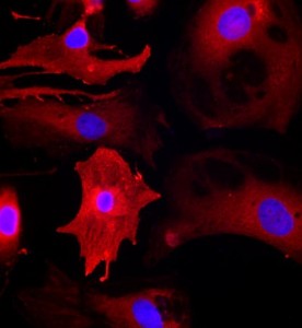 大鼠心肌細(xì)胞主圖