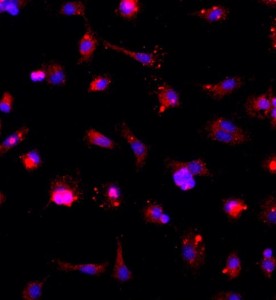 大鼠神經小膠質細胞主圖