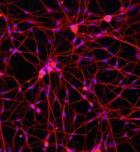 大鼠背根神經元細胞主圖