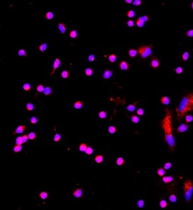 大鼠肝枯否細(xì)胞主圖