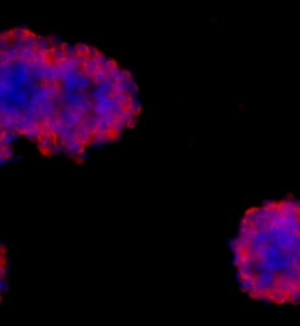 大鼠神經干細胞主圖