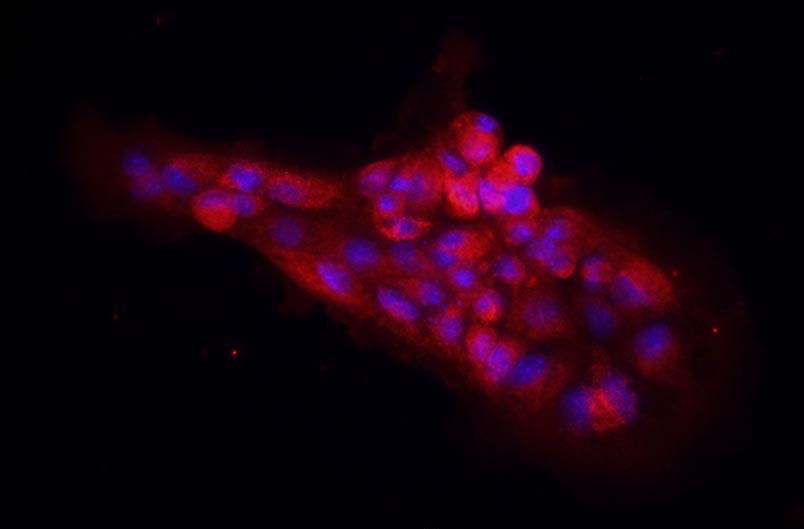 小鼠胃黏膜上皮細胞主圖