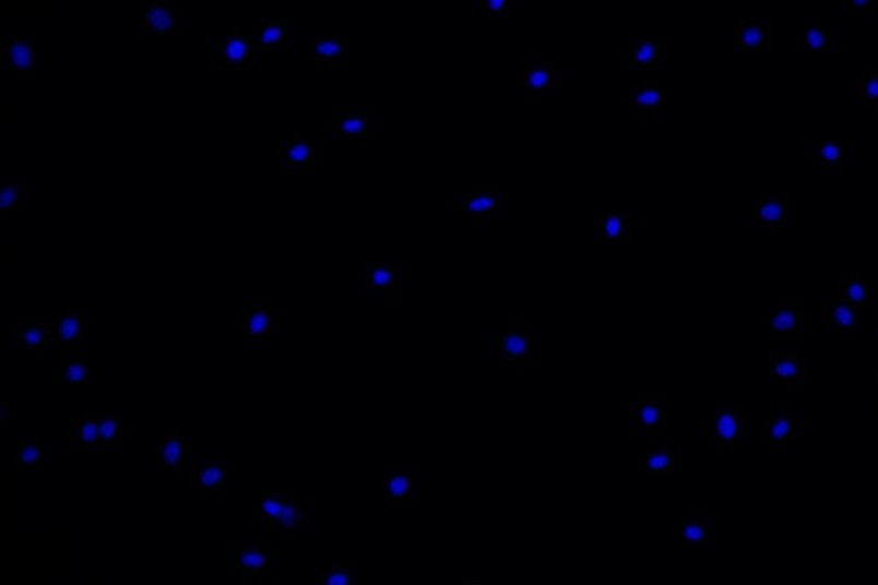 小鼠骨髓間充質(zhì)干細(xì)胞主圖