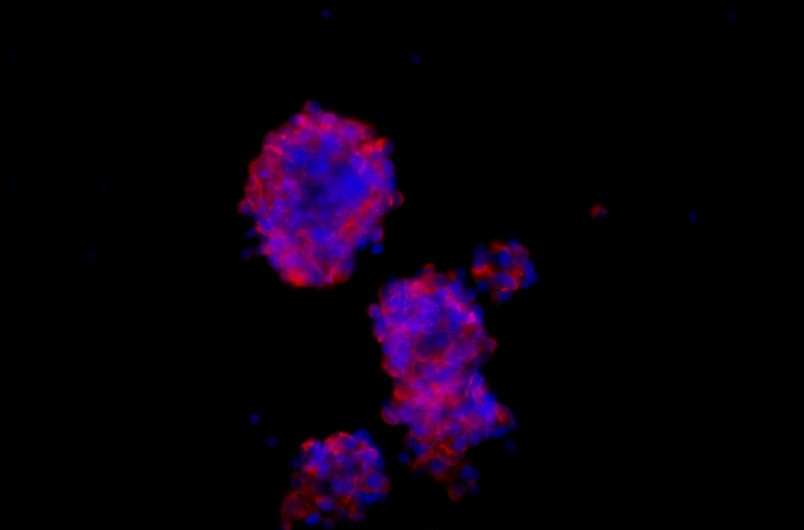 小鼠神經干細胞主圖