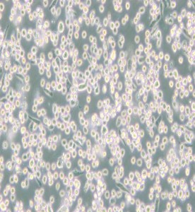 M-07e人巨細胞白血病細胞主圖