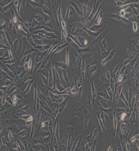 MDA-MB-231人乳腺癌細胞(DMEM)主圖