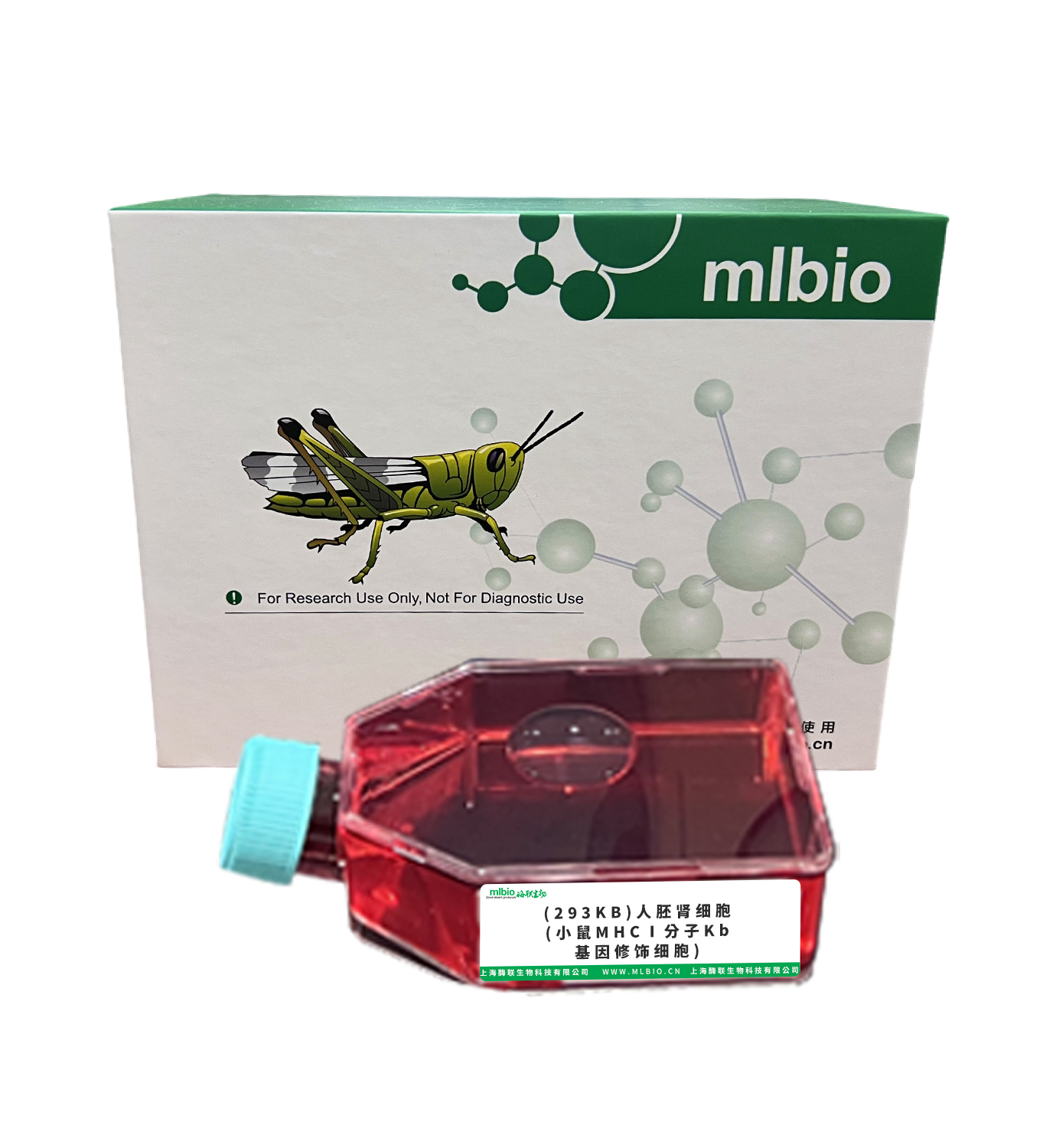 (293KB)人胚腎細胞(小鼠MHCⅠ分子Kb基因修飾細胞)主圖