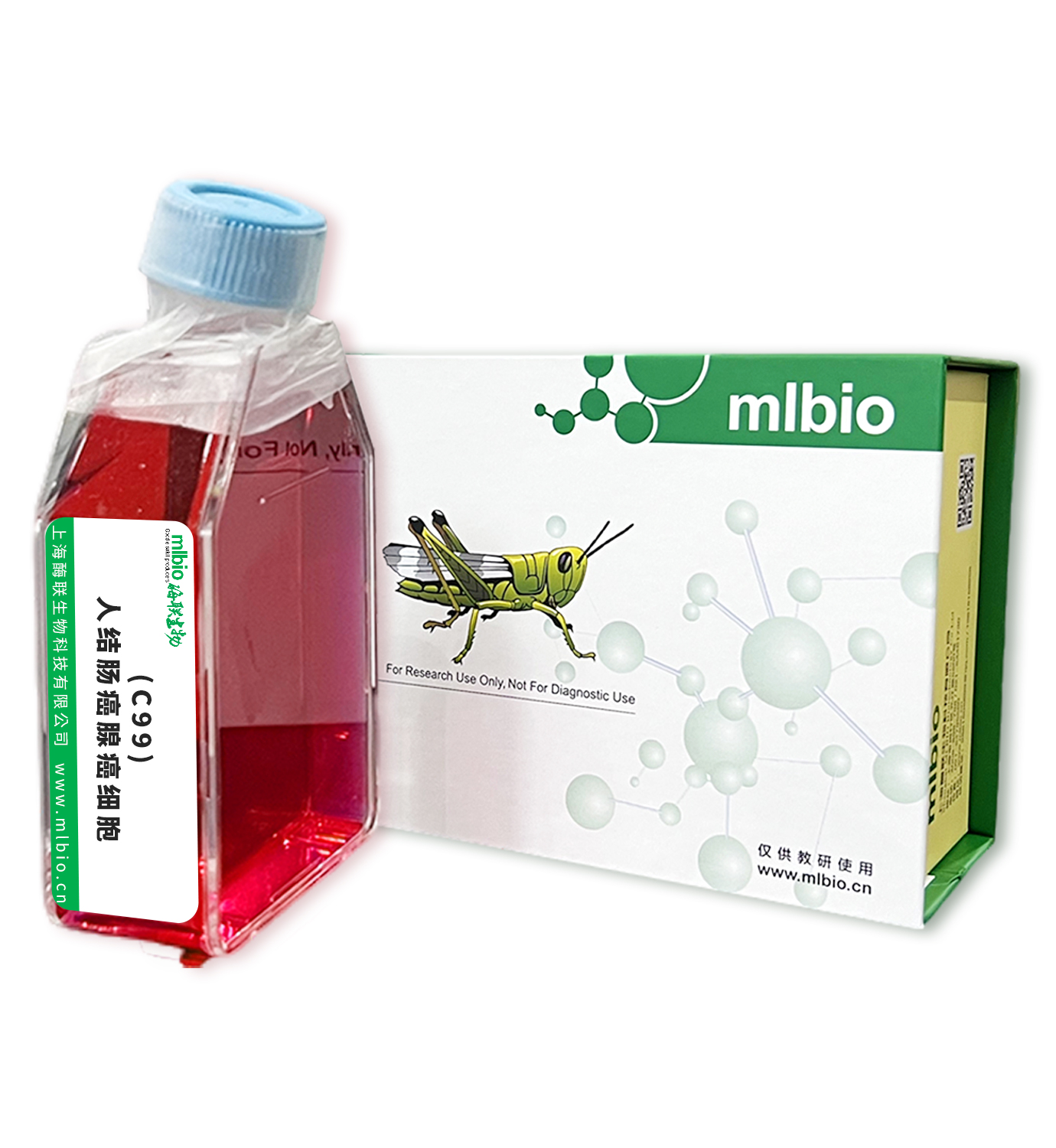 (C99)人結(jié)腸癌腺癌細胞主圖