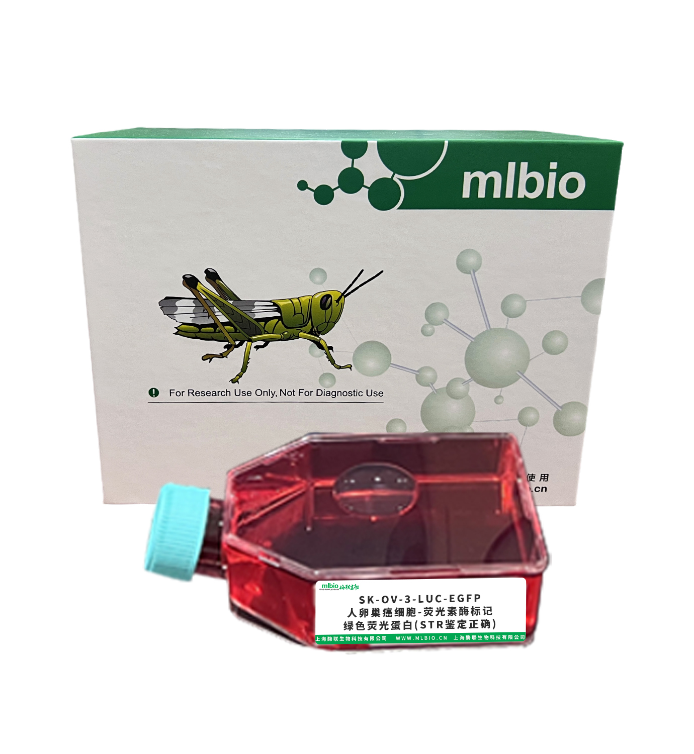 SK-OV-3-LUC-EGFP/人卵巢癌細胞-熒光素酶標記-綠色熒光蛋白(STR鑒定正確)主圖