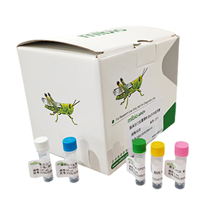 產(chǎn)氣莢膜梭狀芽孢桿菌B型探針法qPCR試劑盒(含內(nèi)參)主圖