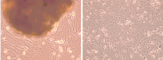 原代細(xì)胞結(jié)果示意圖