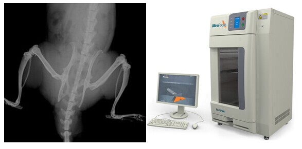 微量X光結果示意圖